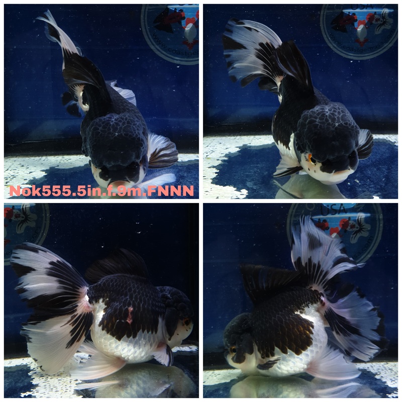 (NOK-555) Thai Jumbo Panda Orchid Tail Oranda 5.00 inch Body Female 9 Months Age