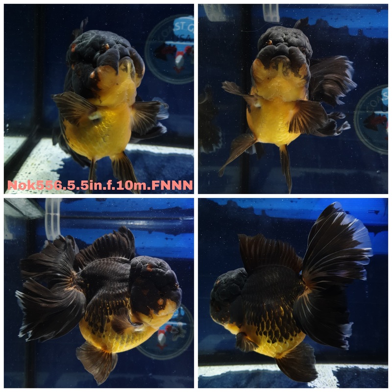 (NOK-556) Thai Jumbo Apache Orchid Tail Oranda 5.00 inch Body Female 10 Months Age