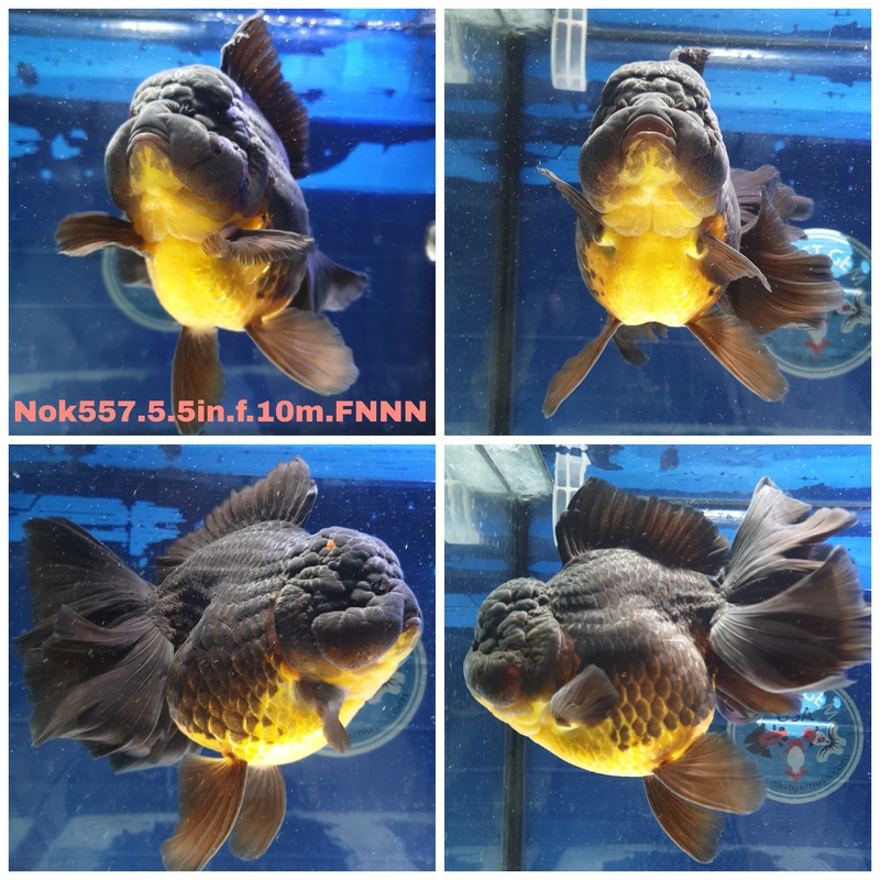 (NOK-557) Thai Jumbo Apache Orchid Tail Oranda 5.50 inch Body Female 10 Months Age