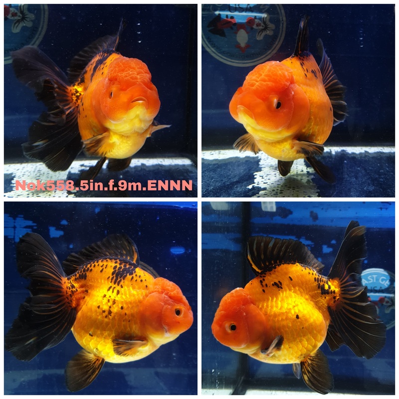 (NOK-558) Thai Jumbo Apache Orchid Tail Oranda 5.00 inch Body Female 9 Months Age