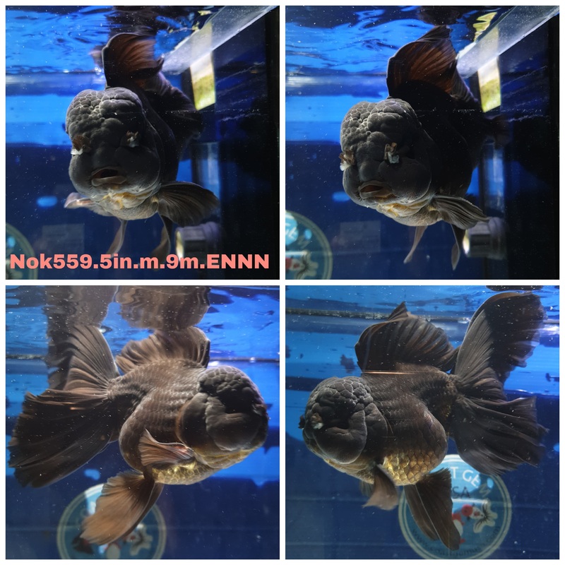 (NOK-559) Thai Jumbo Black Orchid Tail Oranda 5.50 inch Body Male 9 Months Age