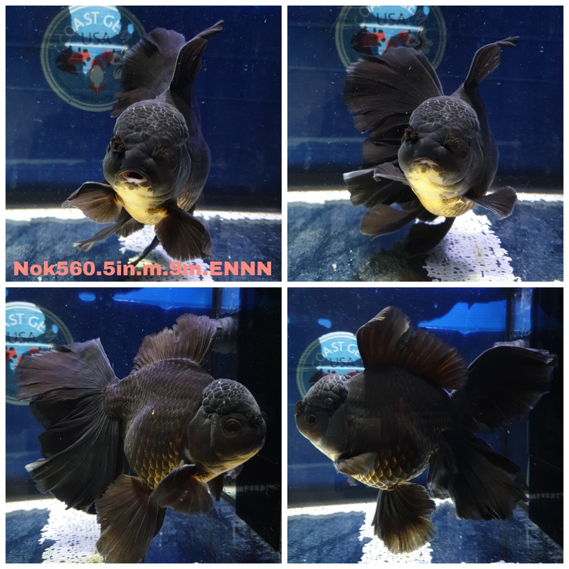 (NOK-560) Thai Jumbo Black Orchid Tail Oranda 5.50 inch Body Male 9 Months Age