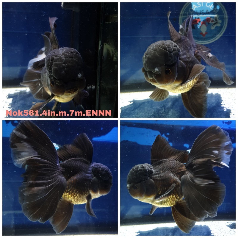 (NOK-561) Thai Black Orchid Tail Oranda 4.00 inch Body Male 7 Months Age