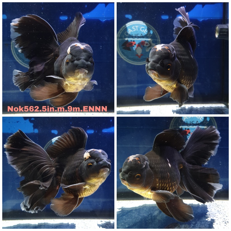 (NOK-562) Thai Jumbo Black Orchid Tail Oranda 5.00 inch Body Male 9 Months Age