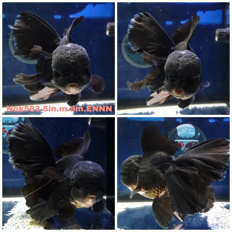 (NOK-563) Thai Jumbo Black Orchid Tail Oranda 5.00 inch Body Male 9 Months Age