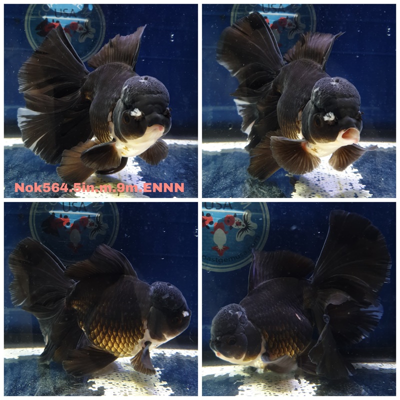 (NOK-564) Thai Jumbo Black Orchid Tail Oranda 5.00 inch Body Male 9 Months Age