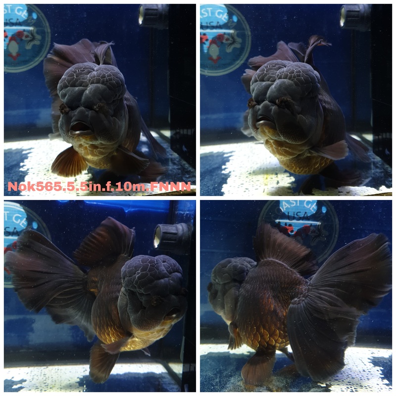 (NOK-565) Thai Jumbo Black Orchid Tail Oranda 5.50 inch Body Female 10 Months Age
