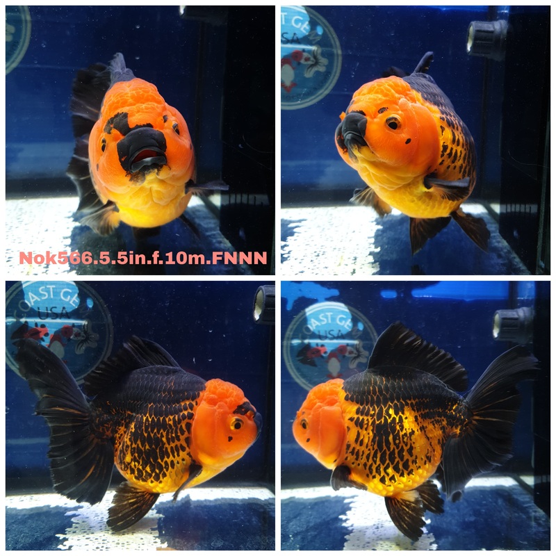 (NOK-566) Thai Jumbo Apache Orchid Tail Oranda 5.50 inch Body Female 10 Months Age