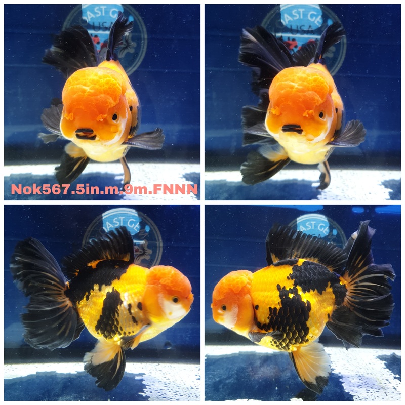 (NOK-567) Thai Jumbo Apache Orchid Tail Oranda 5.00 inch Body Male 9 Months Age