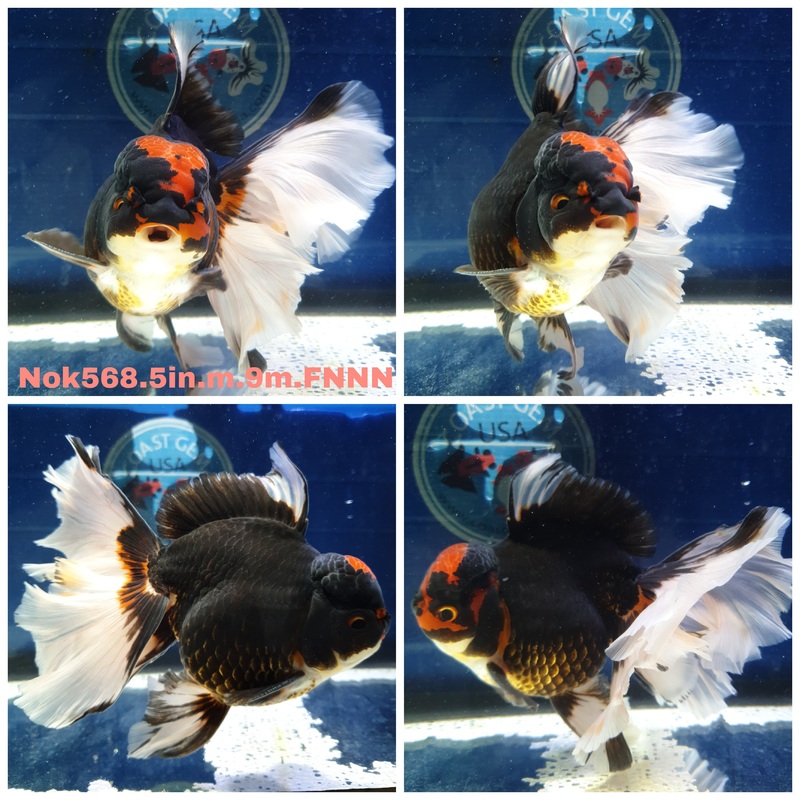 (NOK-568) Thai Jumbo Tri Color Orchid Tail Oranda 5.00 inch Body Male 9 Months Age