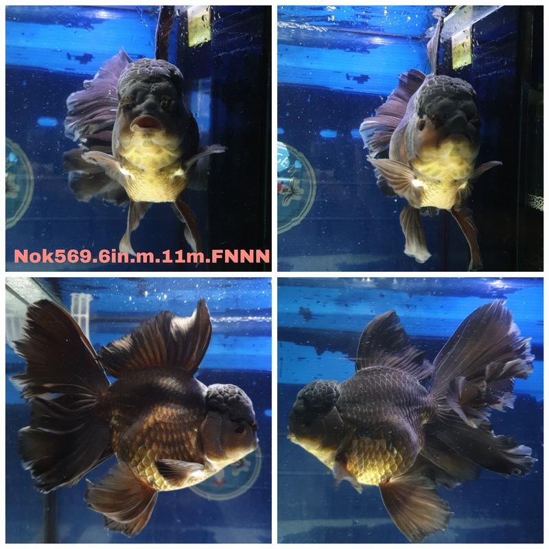 (NOK-569) Thai Jumbo Black Orchid Tail Oranda 6.00 inch Body Male 11 Months Age