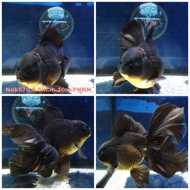 (NOK-570) Thai Jumbo Black Orchid Tail Oranda 5.50 inch Body Male 10 Months Age