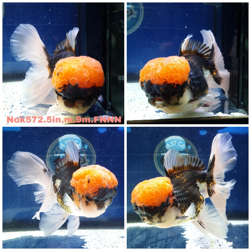 (NOK-572) Thai Jumbo Tri Color Orchid Tail Oranda 5.00 inch Body Male 9 Months Age