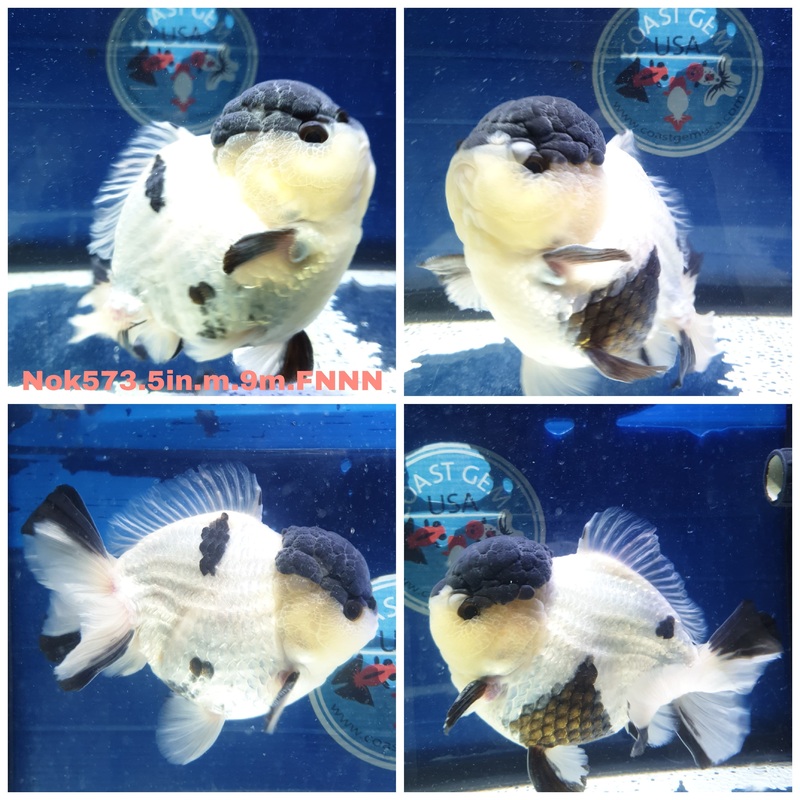 (NOK-573) Thai Jumbo Panda Yuanbao Oranda 5.00 inch Body Male 9 Months Age