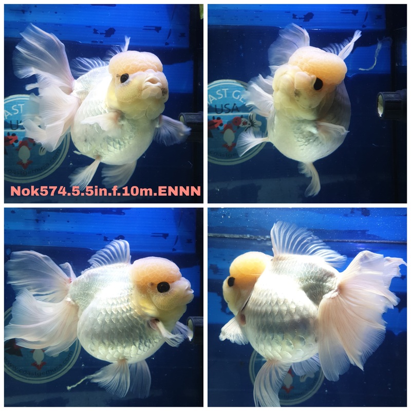 (NOK-574) Thai Jumbo Lemon Head White Orchid Tail Oranda 5.50 inch Body Female 10 Months Age