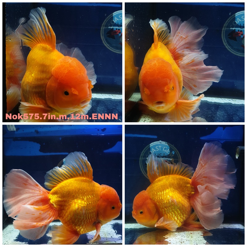 (NOK-575) Thai Super Jumbo Red Orchid Tail Oranda 7.00 inch Body Male 12 Months Age