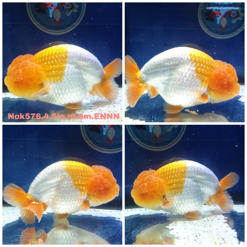 (NOK-576) Thai Jumbo Red/White Ranchu 4.50 inch Body Male 8 Months Age