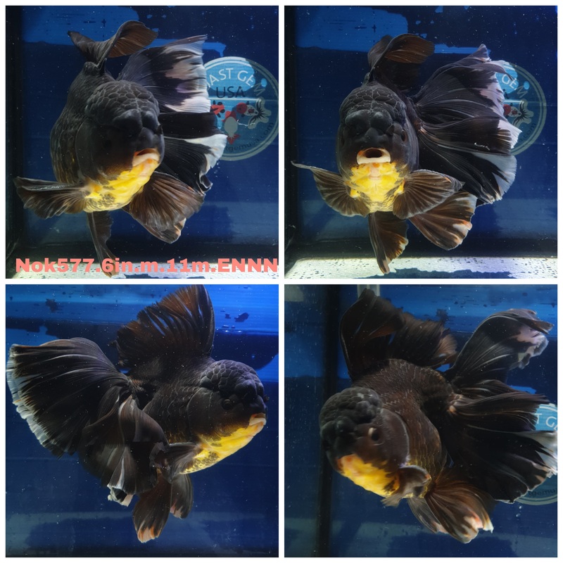 (NOK-577) Thai Jumbo Black Orchid Tail Oranda 6.00 inch Body Male 11 Months Age
