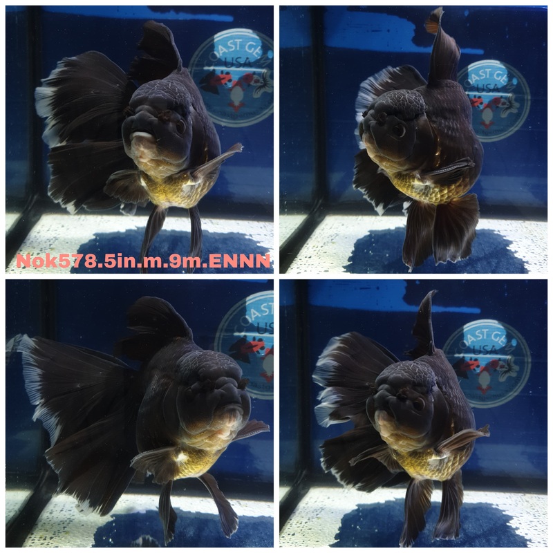 (NOK-578) Thai Jumbo Black Orchid Tail Oranda 5.00 inch Body Male 9 Months Age