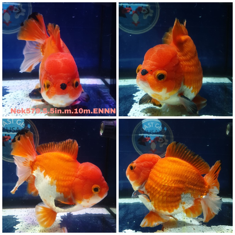 (NOK-579) Thai Jumbo Red/White Yuanbao Oranda 5.00 inch Body Male 10 Months Age