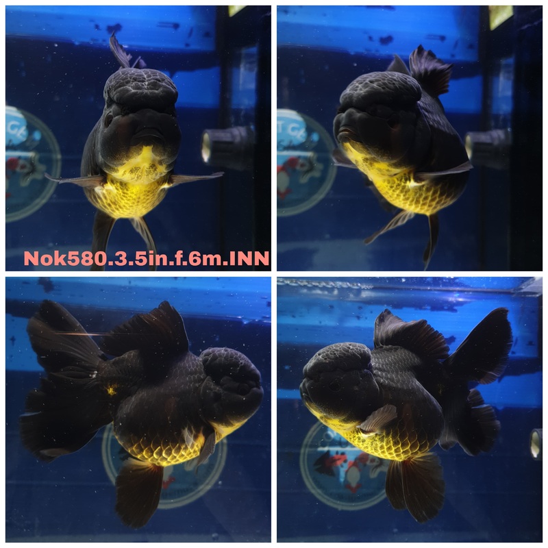 (NOK-580) Thai Black Orchid Tail Oranda 3.50 inch Body Female 6 Months Age