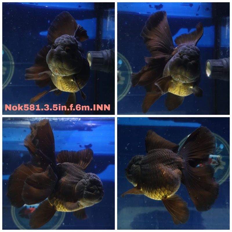 (NOK-581) Thai Black Orchid Tail Oranda 3.50 inch Body Female 6 Months Age