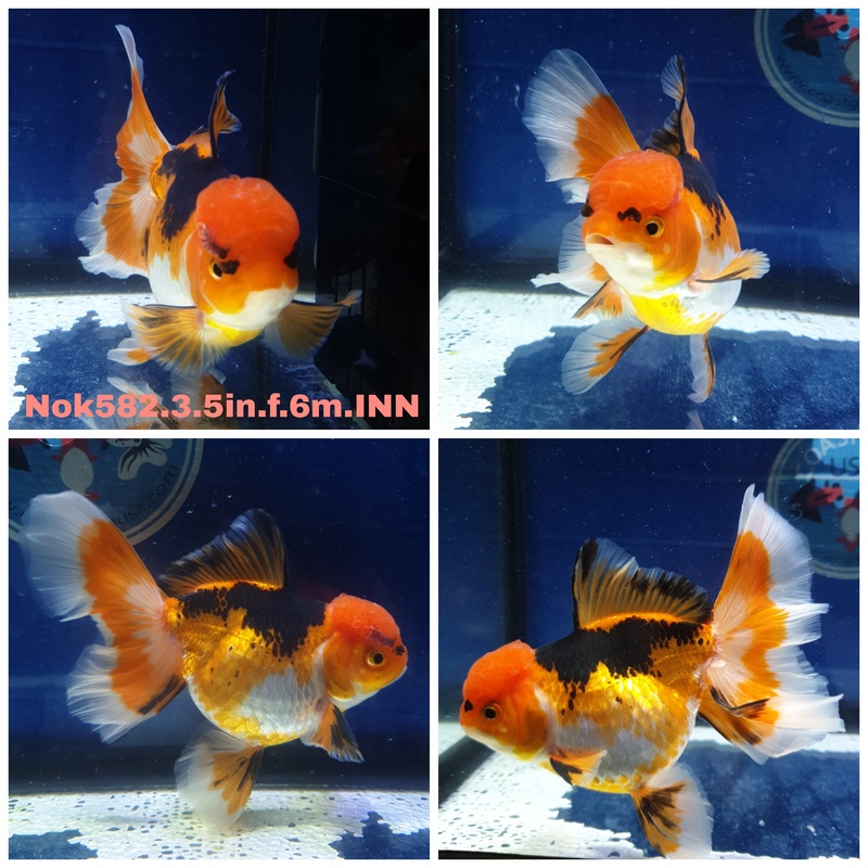 (NOK-582) Thai Tri Color Orchid Tail Oranda 3.50 inch Body Female 6 Months Age