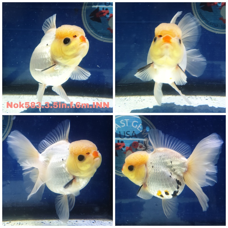 (NOK-583) Thai Lemon Head Panda Orchid Tail Oranda 3.50 inch Body Female 6 Months Age