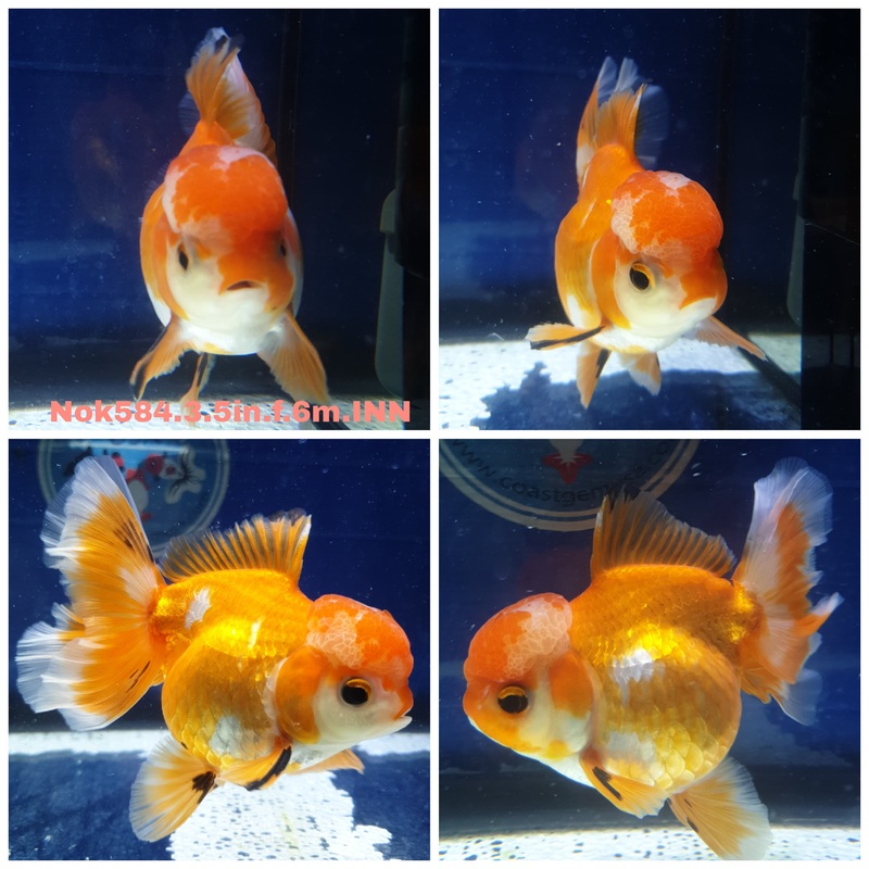 (NOK-584) Thai Red/White Orchid Tail Oranda 3.50 inch Body Female 6 Months Age