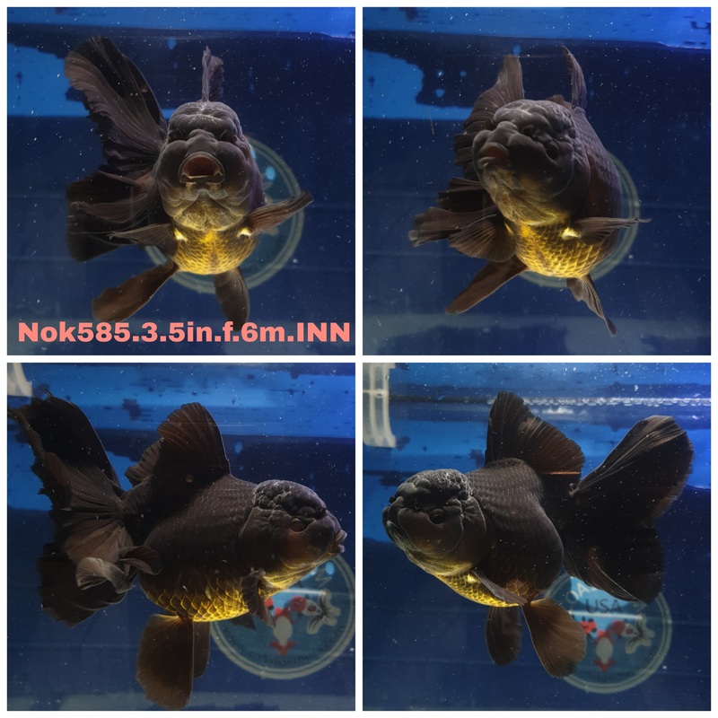 (NOK-585) Thai Black Orchid Tail Oranda 3.50 inch Body Female 6 Months Age