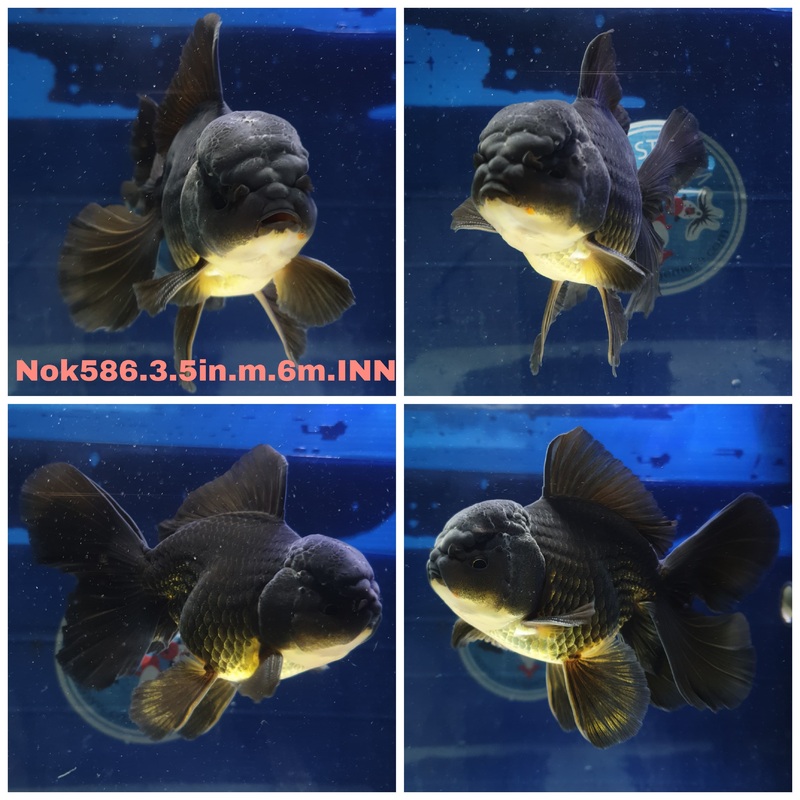 (NOK-586) Thai Black Orchid Tail Oranda 3.50 inch Body Male 6 Months Age