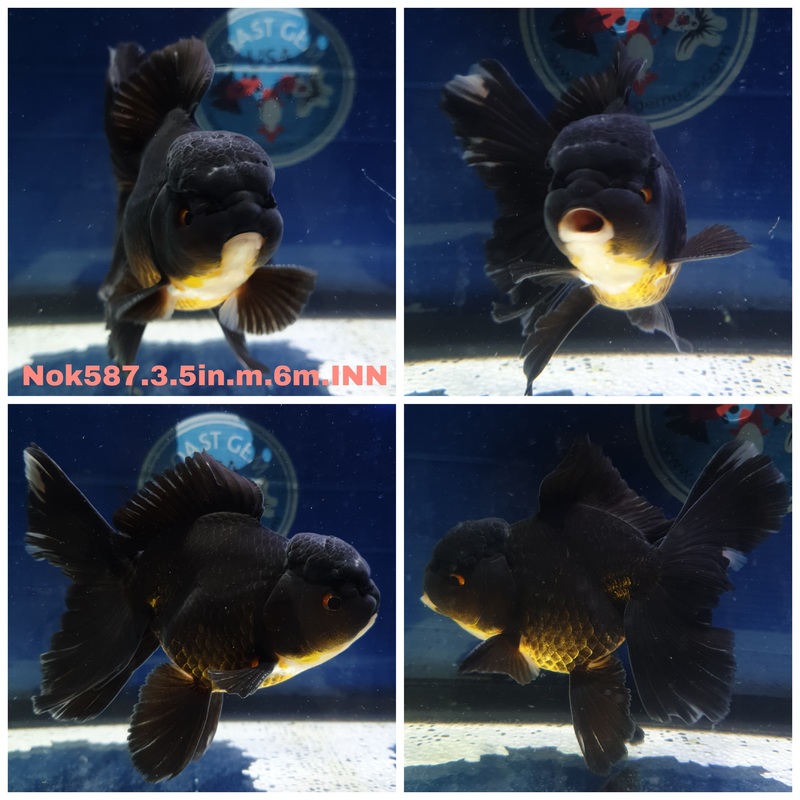 (NOK-587) Thai Black Orchid Tail Oranda 3.50 inch Body Male 6 Months Age