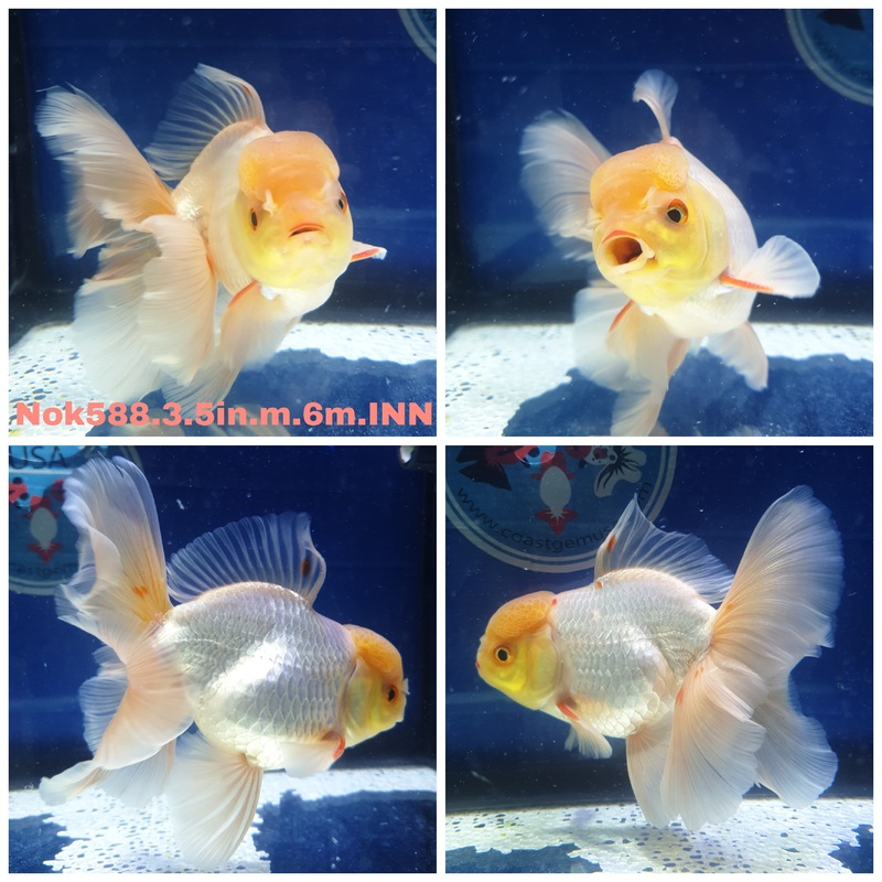 (NOK-588) Thai Lemon Head White Orchid Tail Oranda 3.50 inch Body Male 6 Months Age