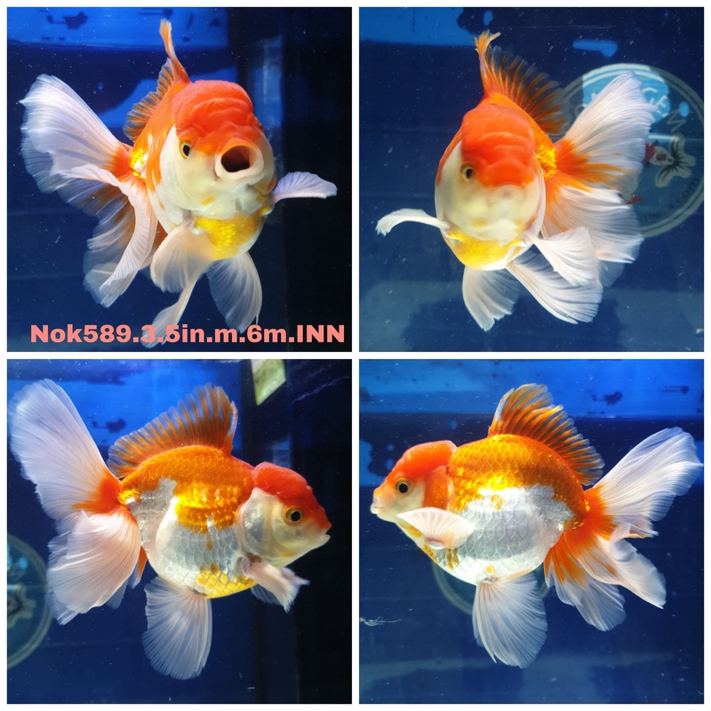 (NOK-589) Thai Red/White Orchid Tail Oranda 3.50 inch Body Male 6 Months Age