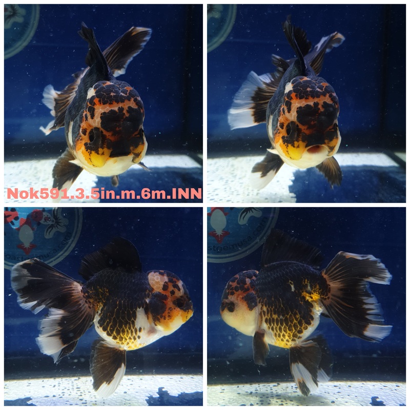 (NOK-591) Thai Tri Color Orchid Tail Oranda 3.50 inch Body Male 6 Months Age