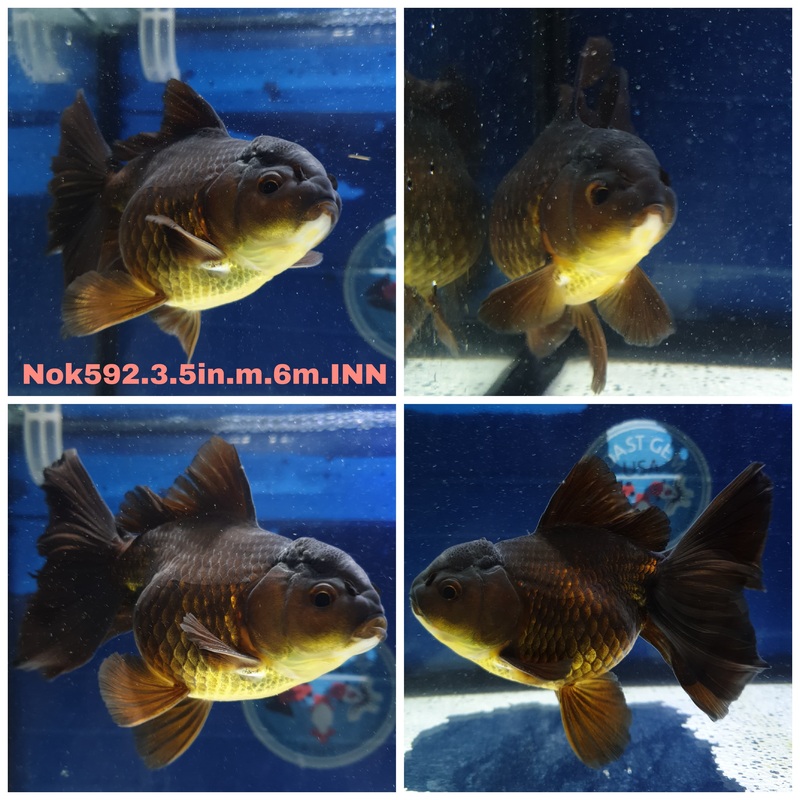 (NOK-592) Thai Black Orchid Tail Oranda 3.50 inch Body Male 6 Months Age