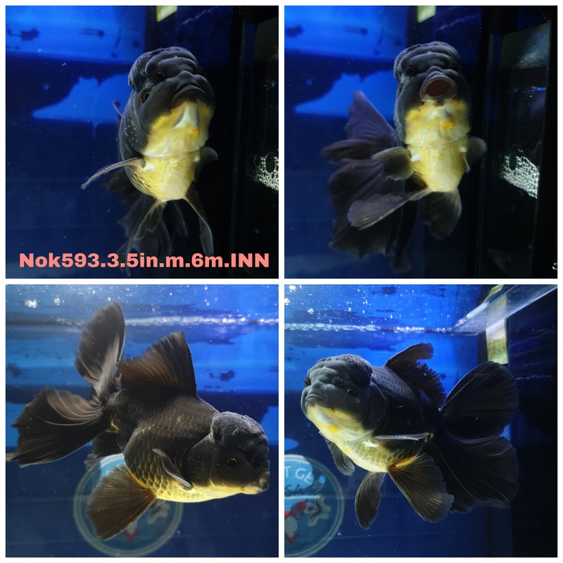 (NOK-593) Thai Black Orchid Tail Oranda 3.50 inch Body Male 6 Months Age