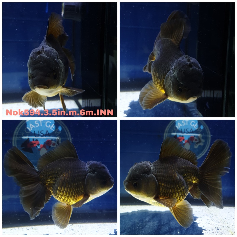 (NOK-594) Thai Black Orchid Tail Oranda 3.50 inch Body Male 6 Months Age