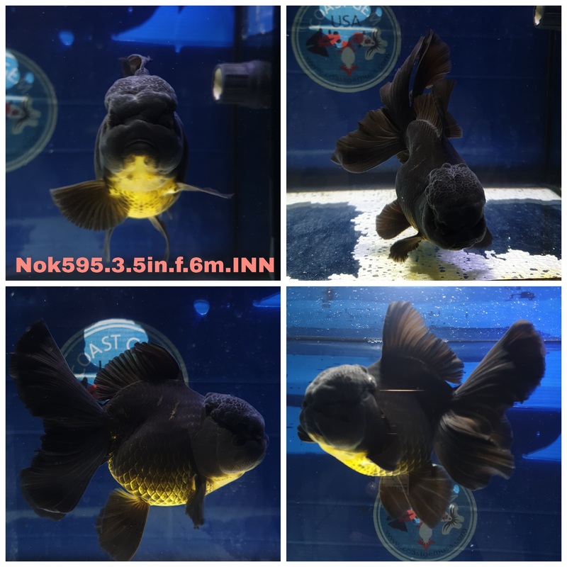 (NOK-595) Thai Black Orchid Tail Oranda 3.50 inch Body Female 6 Months Age