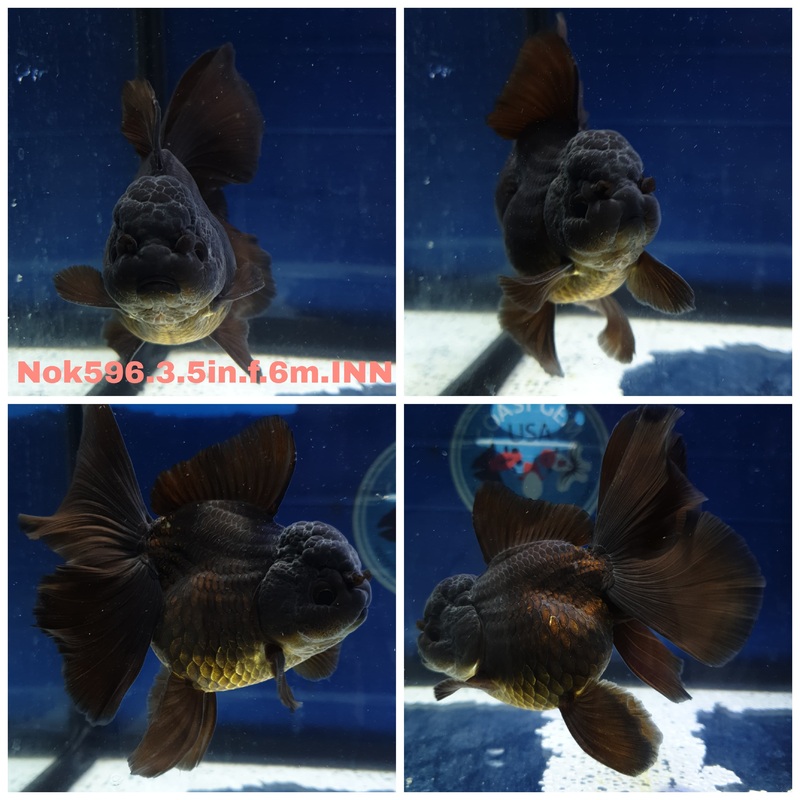 (NOK-596) Thai Black Orchid Tail Oranda 3.50 inch Body Female 6 Months Age