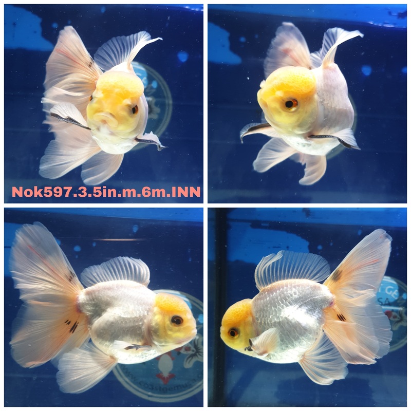 (NOK-597) Thai Lemon Head White Orchid Tail Oranda 3.50 inch Body Male 6 Months Age