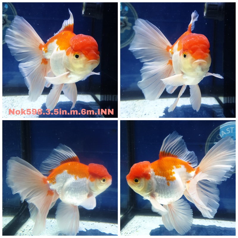(NOK-598) Thai Red/White Orchid Tail Oranda 3.50 inch Body Male 6 Months Age
