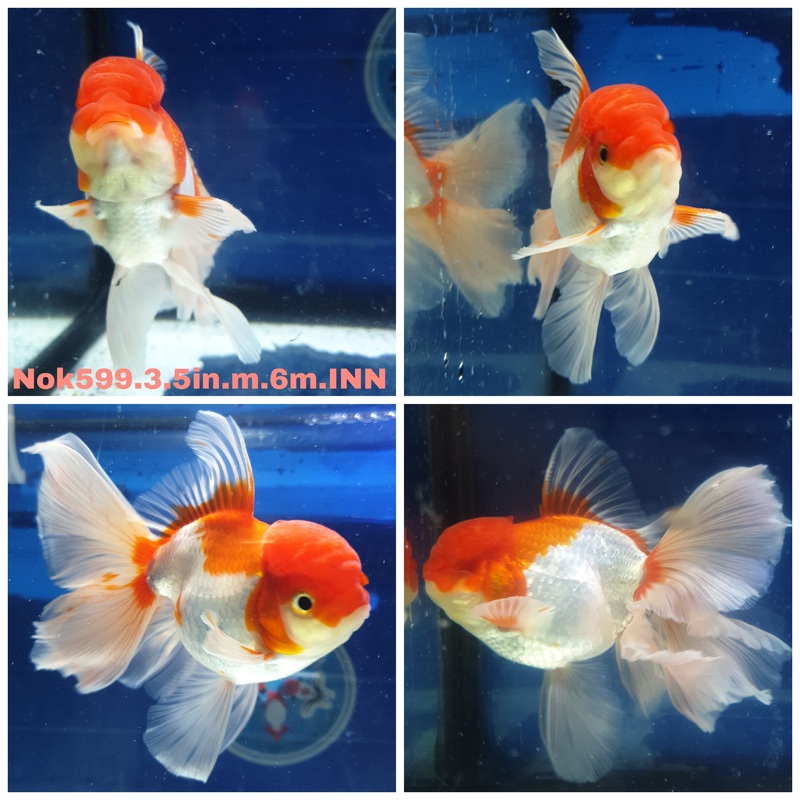 (NOK-599) Thai Red/White Orchid Tail Oranda 3.50 inch Body Male 6 Months Age