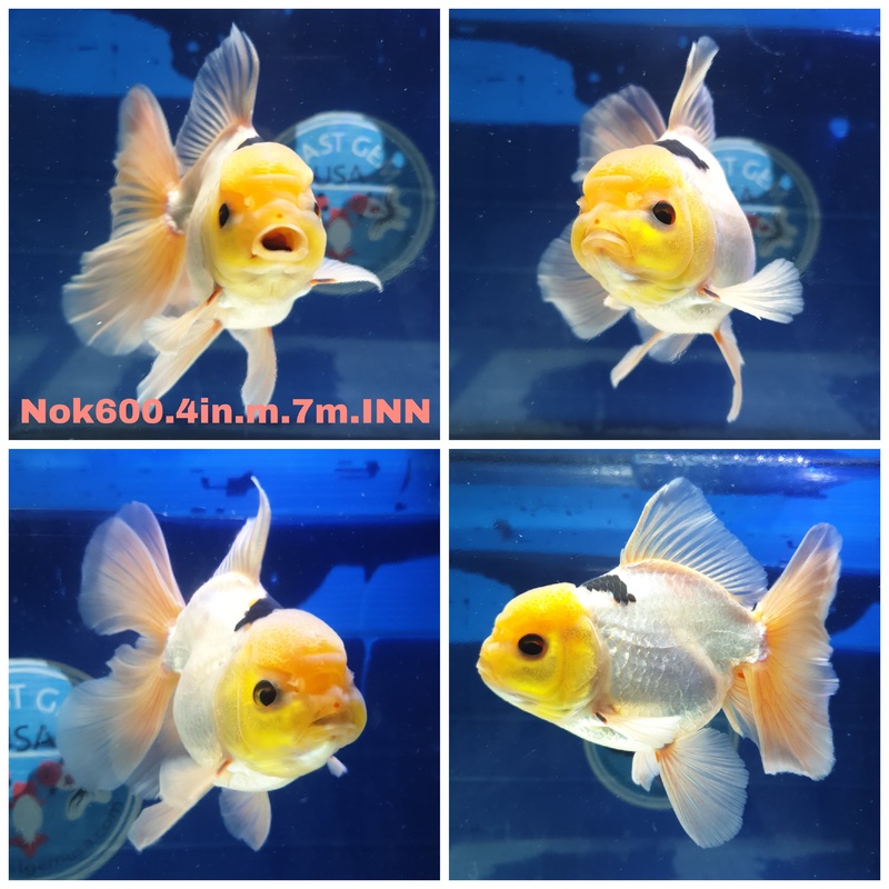 (NOK-600) Thai Panda Orchid Tail Oranda 3.50 inch Body Male 7 Months Age