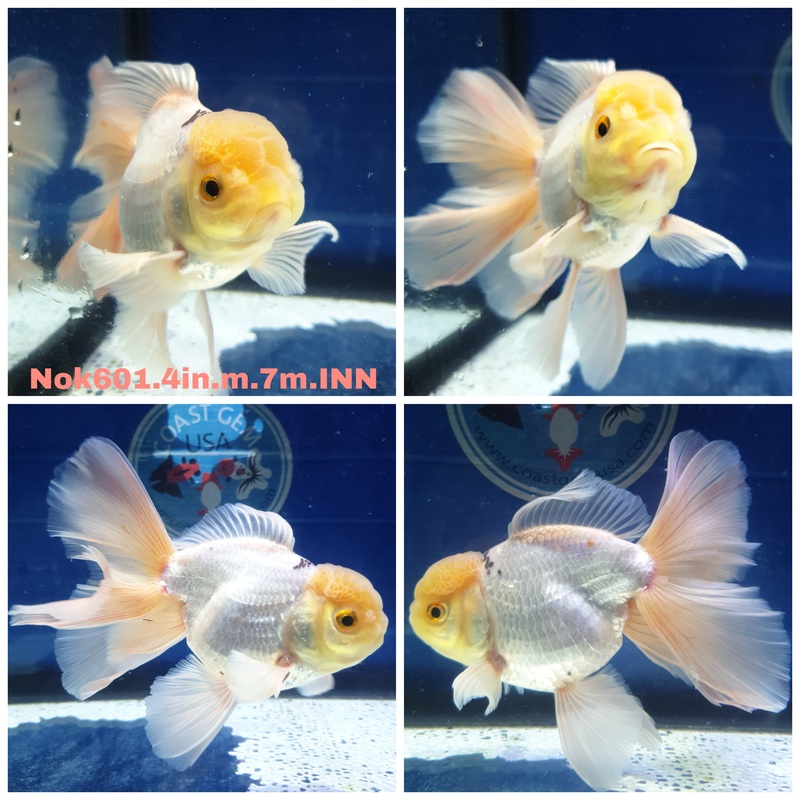 (NOK-601) Thai Panda Orchid Tail Oranda 3.50 inch Body Male 7 Months Age