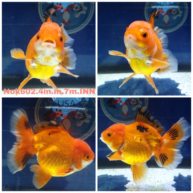 (NOK-602) Thai Apache Orchid Tail Oranda 4.00 inch Body Male 7 Months Age