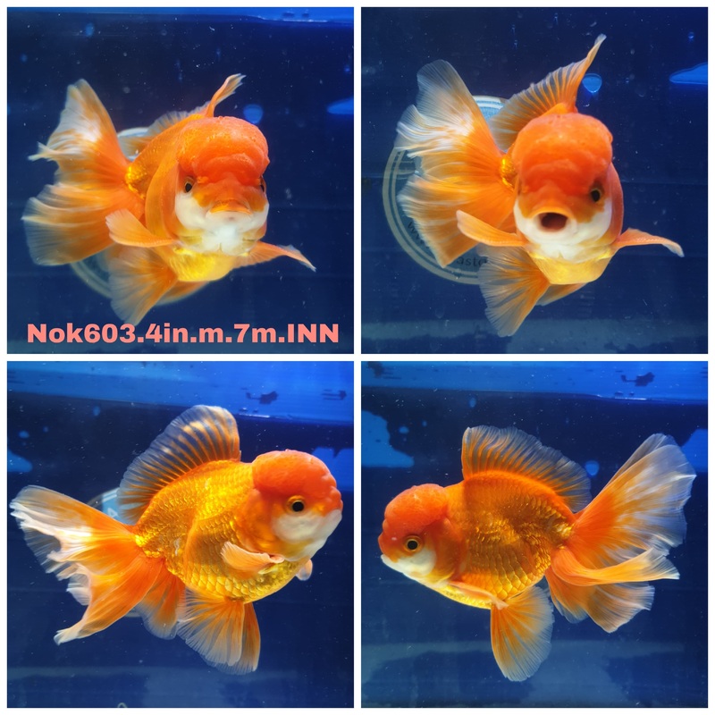 (NOK-603) Thai Red/White Orchid Tail Oranda 4.00 inch Body Male 7 Months Age