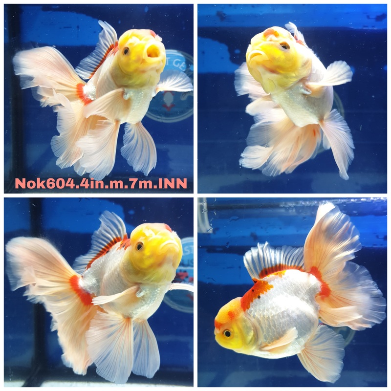 (NOK-604) Thai Red/White Orchid Tail Oranda 4.00 inch Body Male 7 Months Age