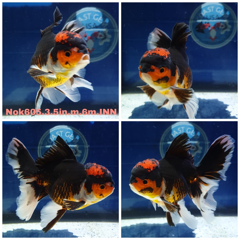 (NOK-605) Thai Tri Color Orchid Tail Oranda 3.50 inch Body Male 6 Months Age