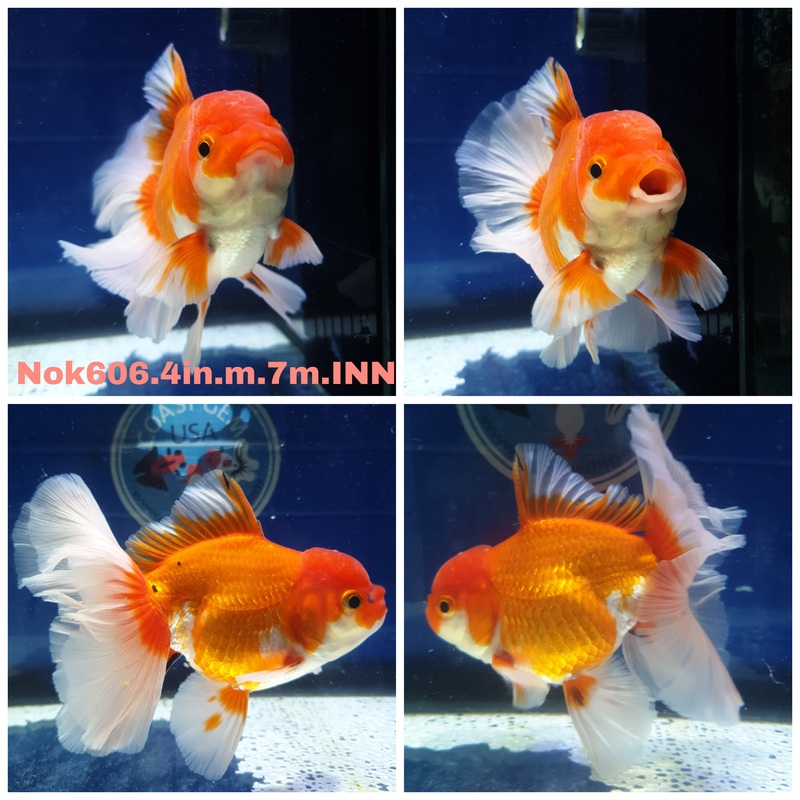 (NOK-606) Thai Red/White Orchid Tail Oranda 4.00 inch Body Male 7 Months Age